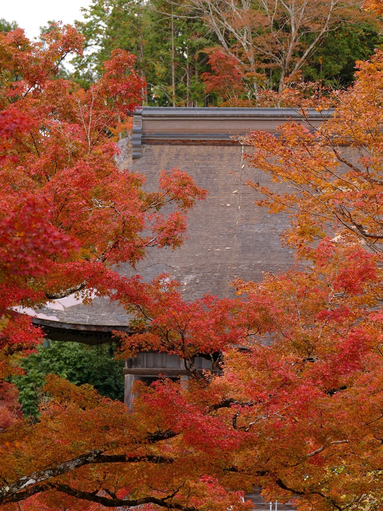 京都 大原 勝林院 見頃に迎え