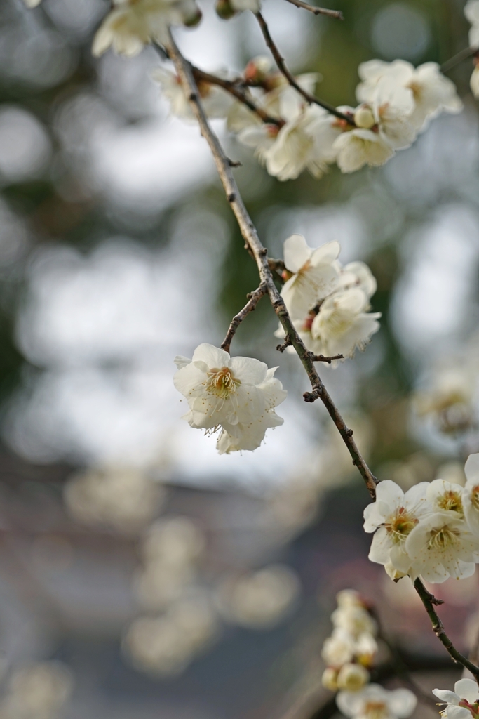 京都 北野天満宮 白梅の舞い