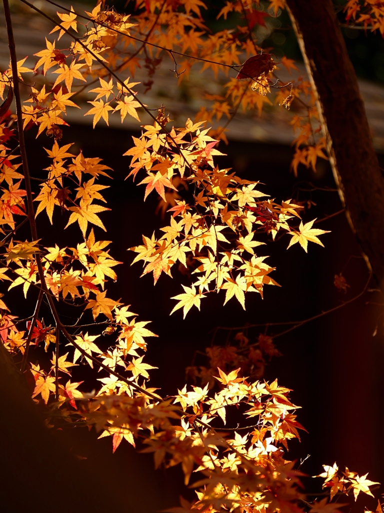 京都 下鴨神社 冬直前の見頃