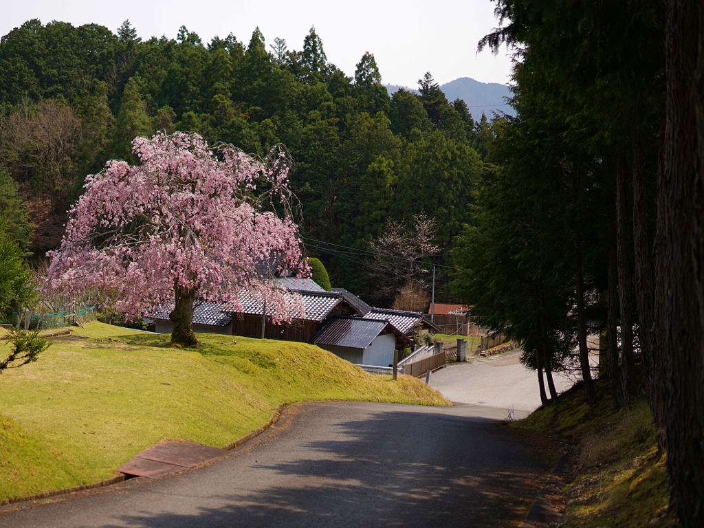 京都 村の春