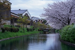 京都 伏見 十石舟の春