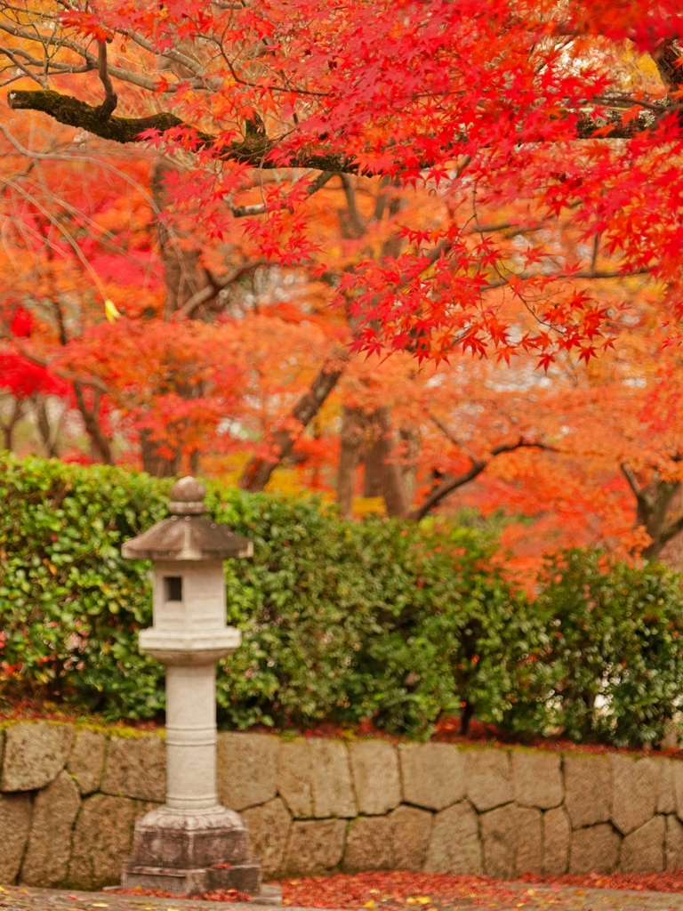 京都 真如堂 もみじ