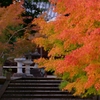 京都 智積院 彩楓