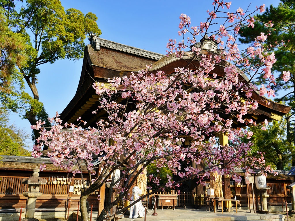 京都 豊国神社 春の初め