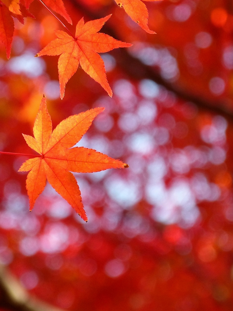 京都 紅葉の姿 II