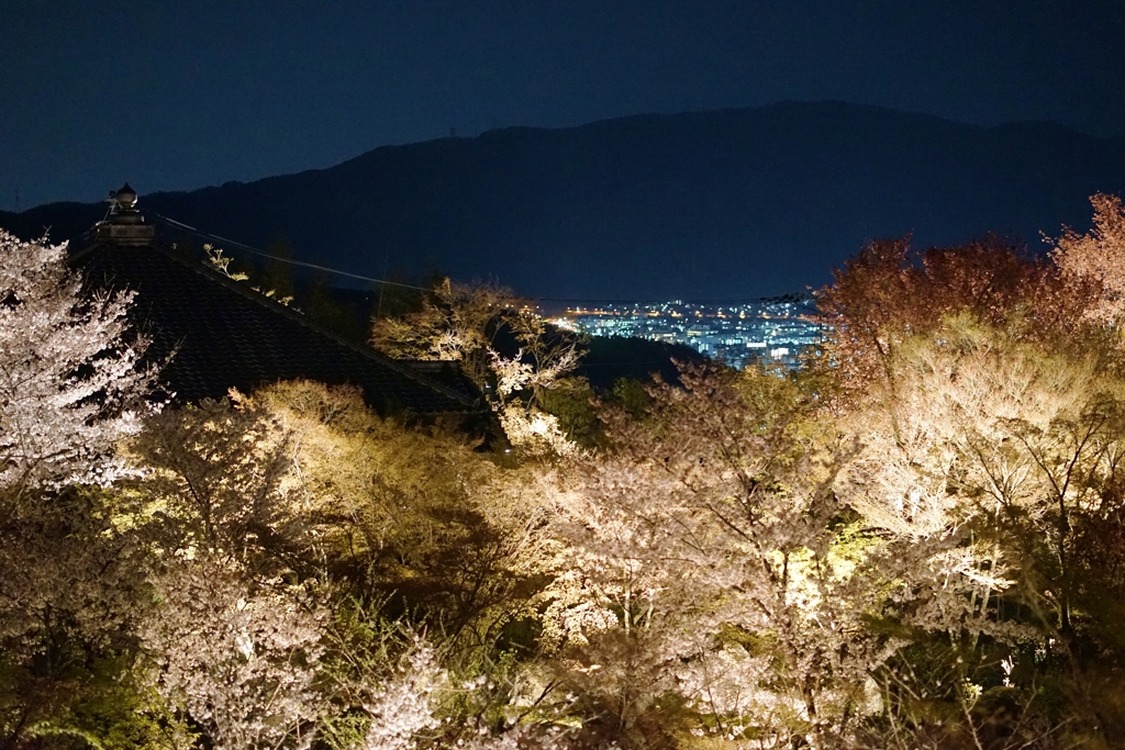 京都 将軍塚青龍殿 夜桜