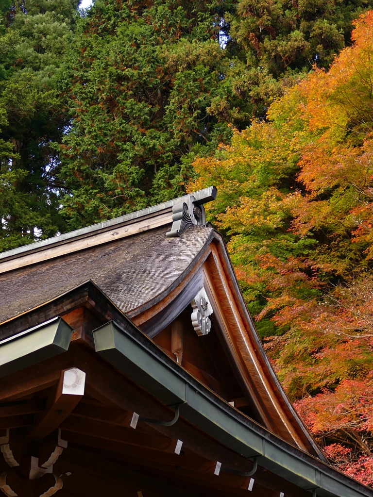 京都 晩秋の寂光院