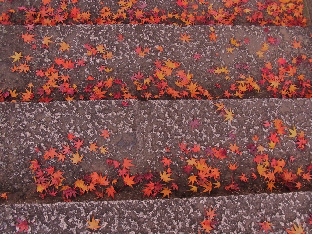 紅葉のカーペット 2
