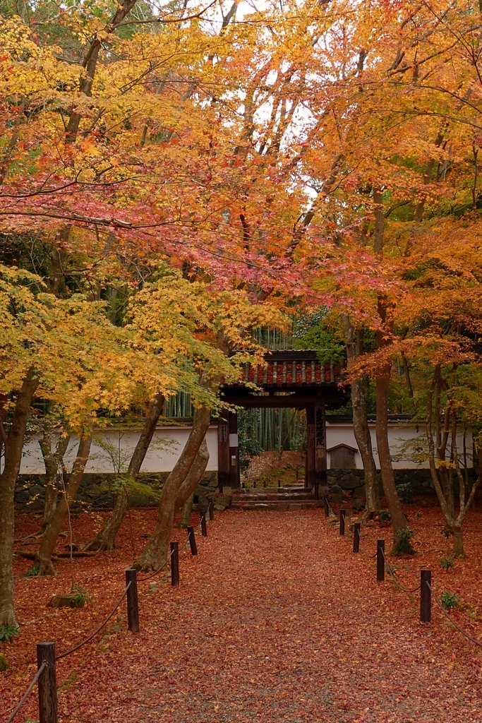 京都 地蔵院 もみじの参道