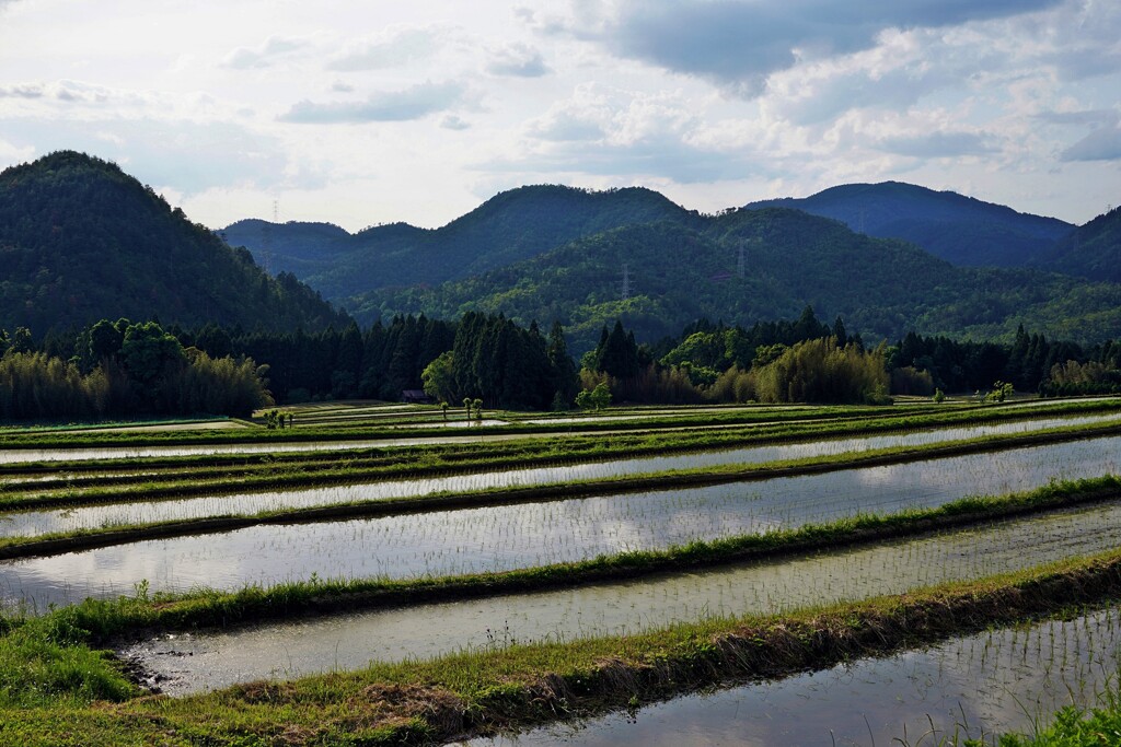 京都 初夏の水田