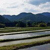 京都 初夏の水田