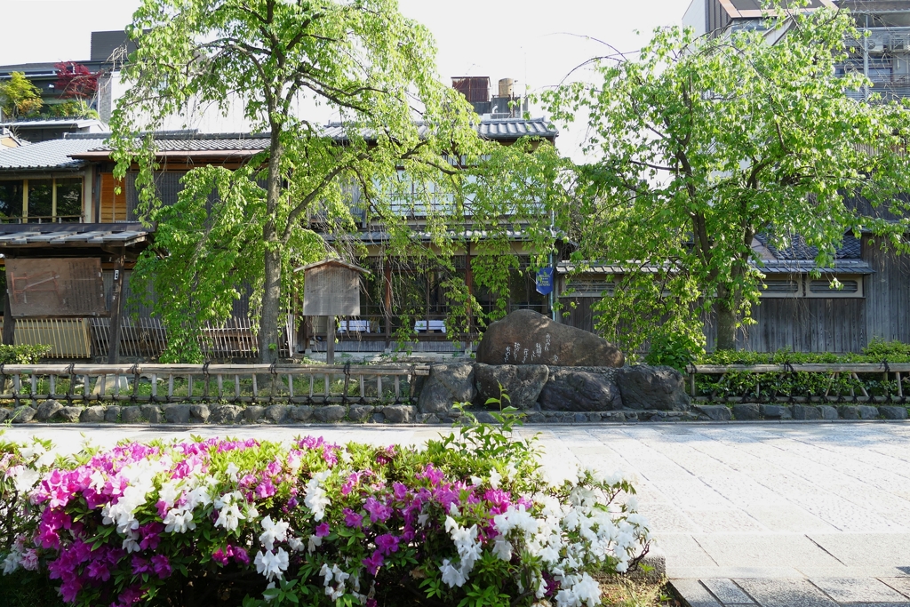 京都 初夏の新橋通り