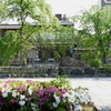 京都 初夏の新橋通り