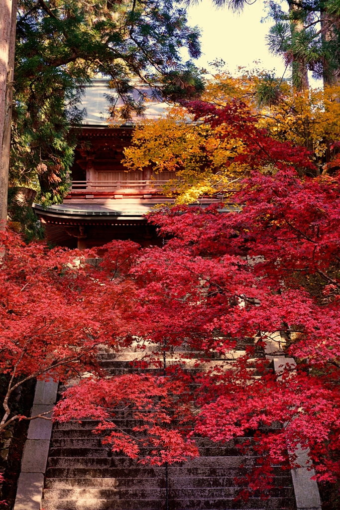 京都 比叡山延暦寺 紅葉階段