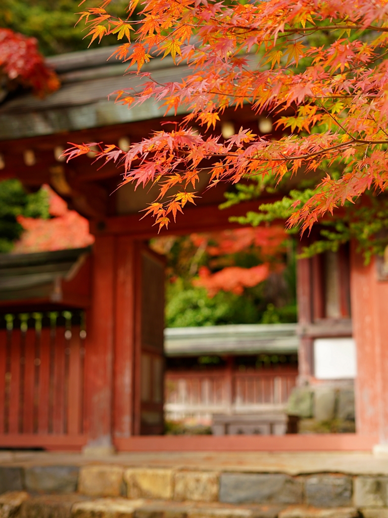 京都 神護寺 紅葉の見頃に迎え