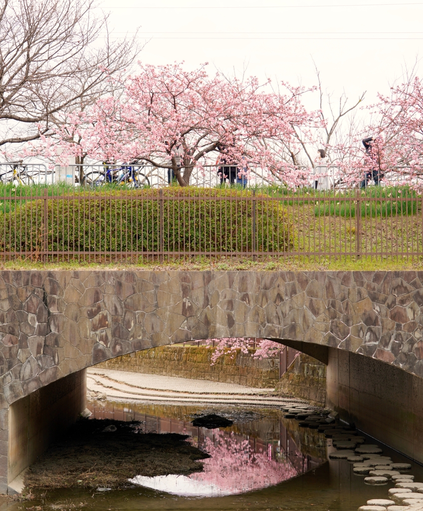 京都 淀水路 春の水影