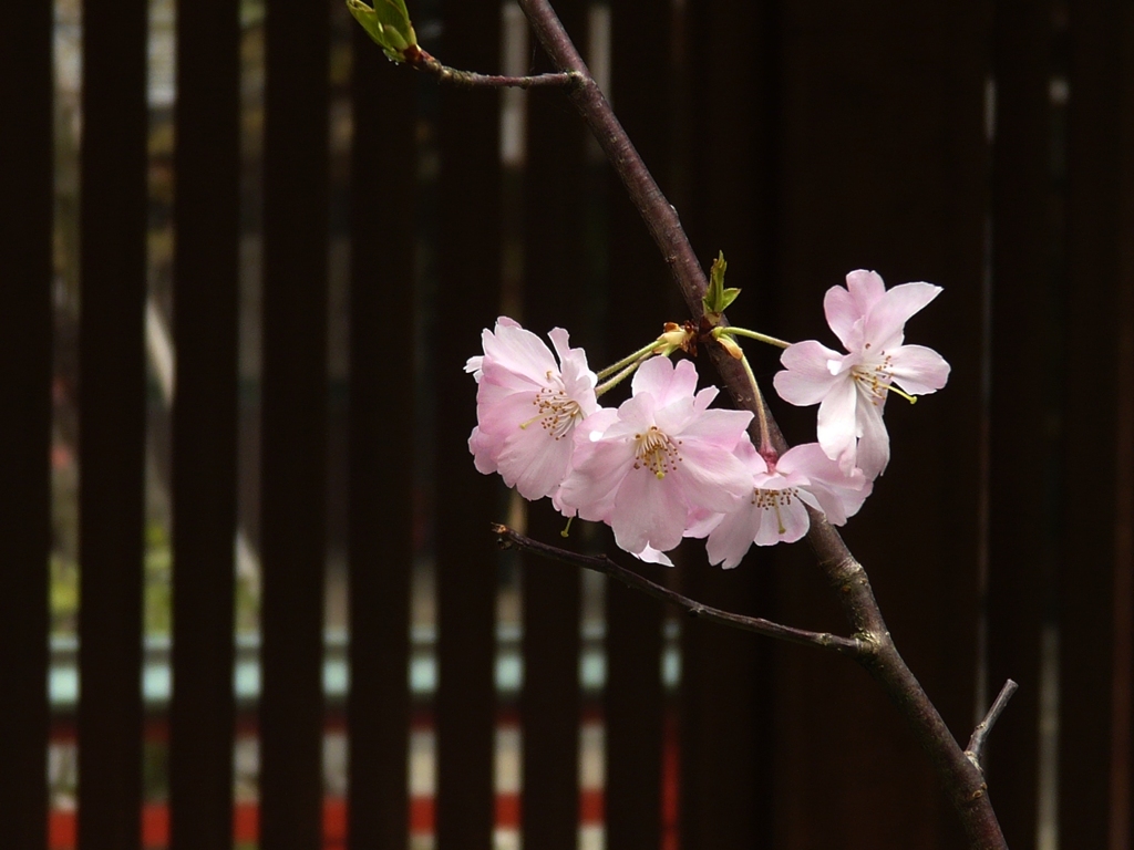 京都　桜