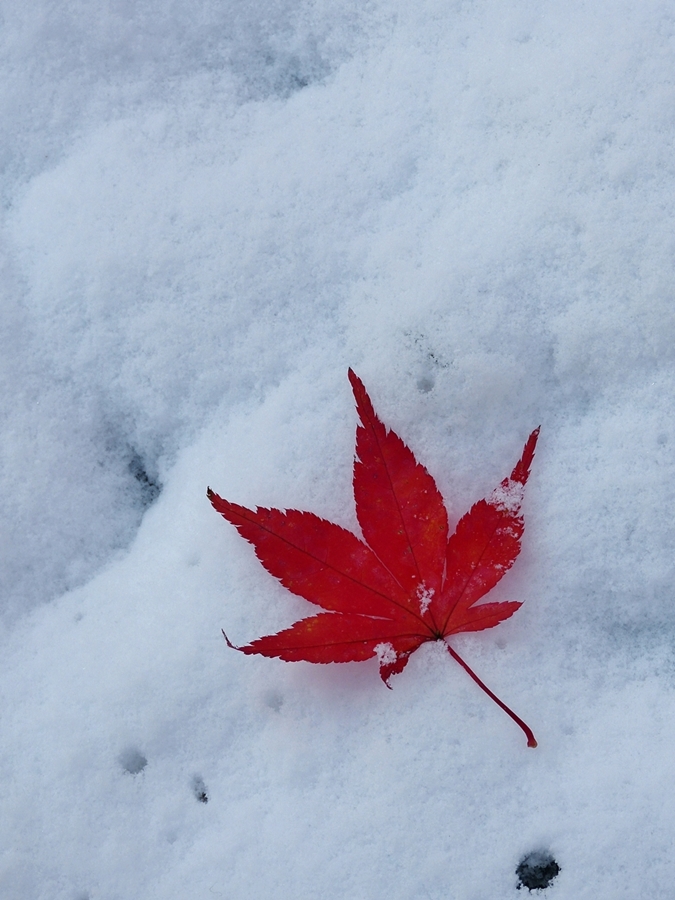 雪紅