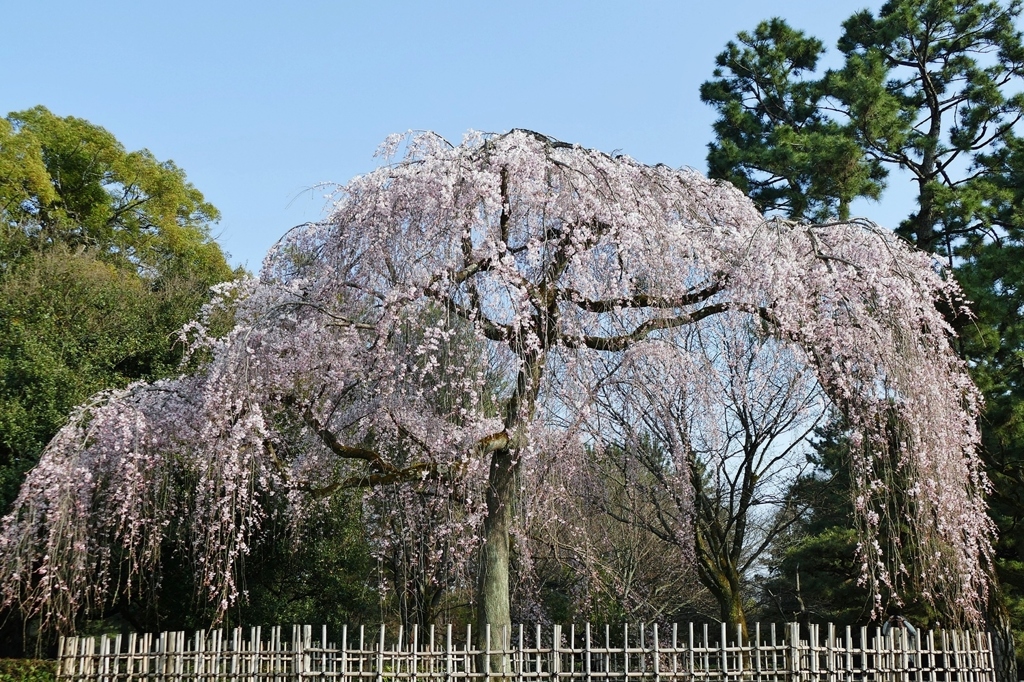 京都 御苑 糸桜