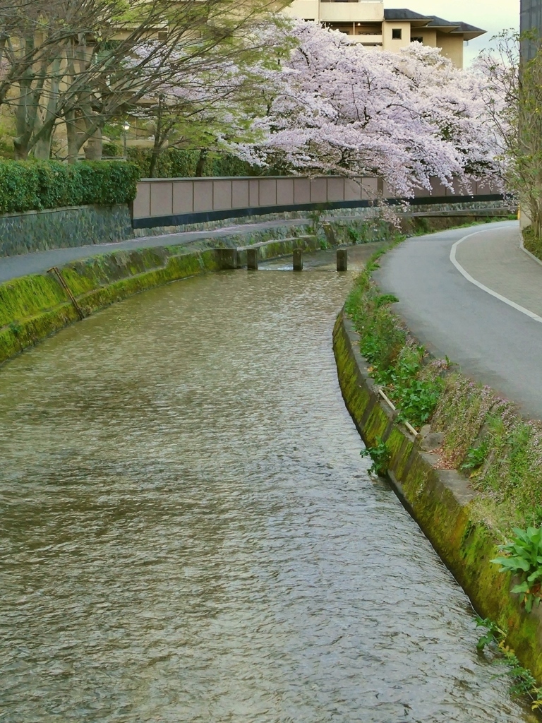 京都 白川の小橋