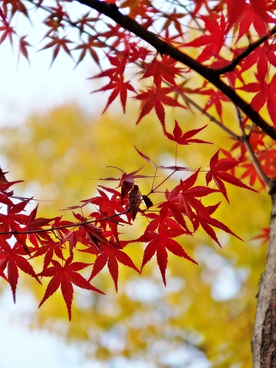 京都 北野天満宮