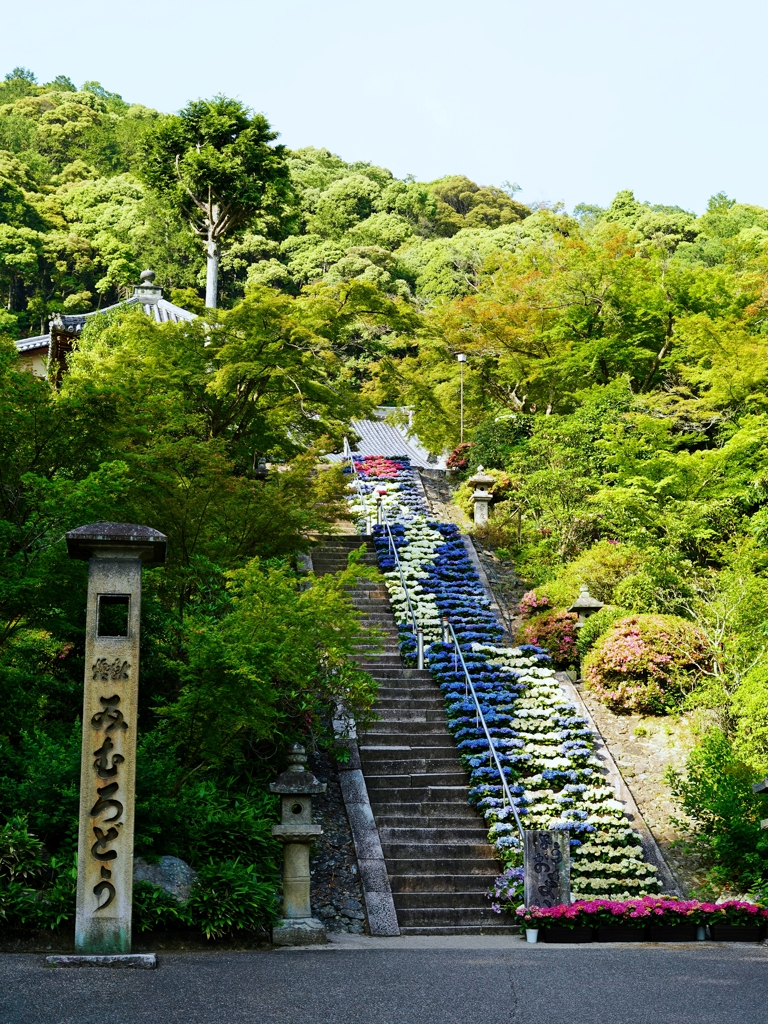 京都 三室戸寺 昇龍図