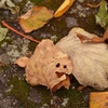 ハロウィンの飾り　もみじで