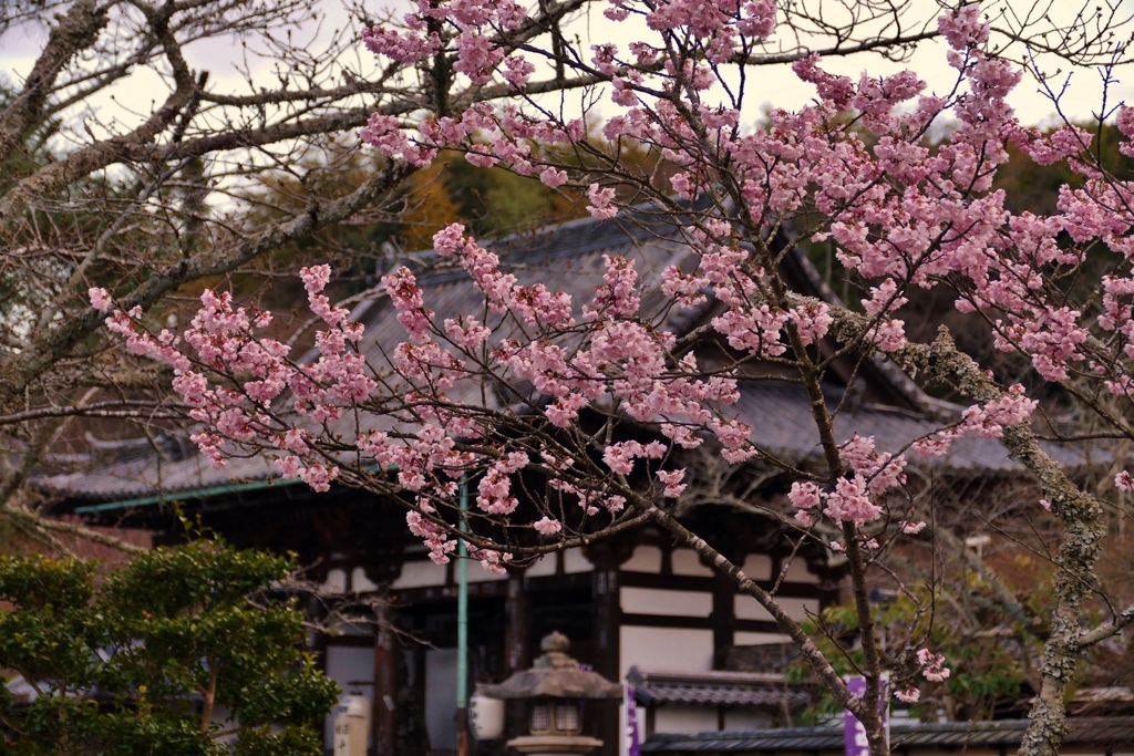 滋賀 石山寺 櫻