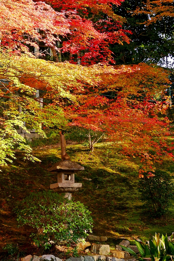 京都 栄摂院 もみじ