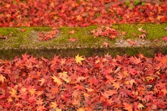 京都 養源院 散紅葉