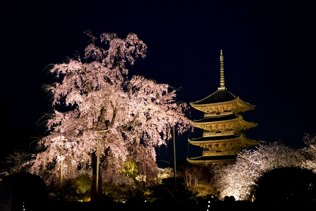 京都 東寺 春夜の輝き