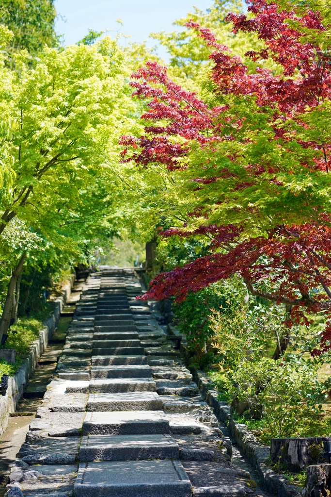 京都 高台寺 初夏の参道