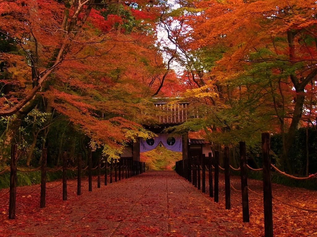 京都 光明寺 かえでの道