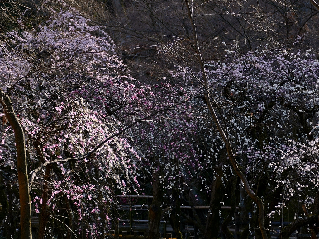 京都 北野天満宮 しだれ梅