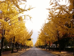 岡山 銀杏の道