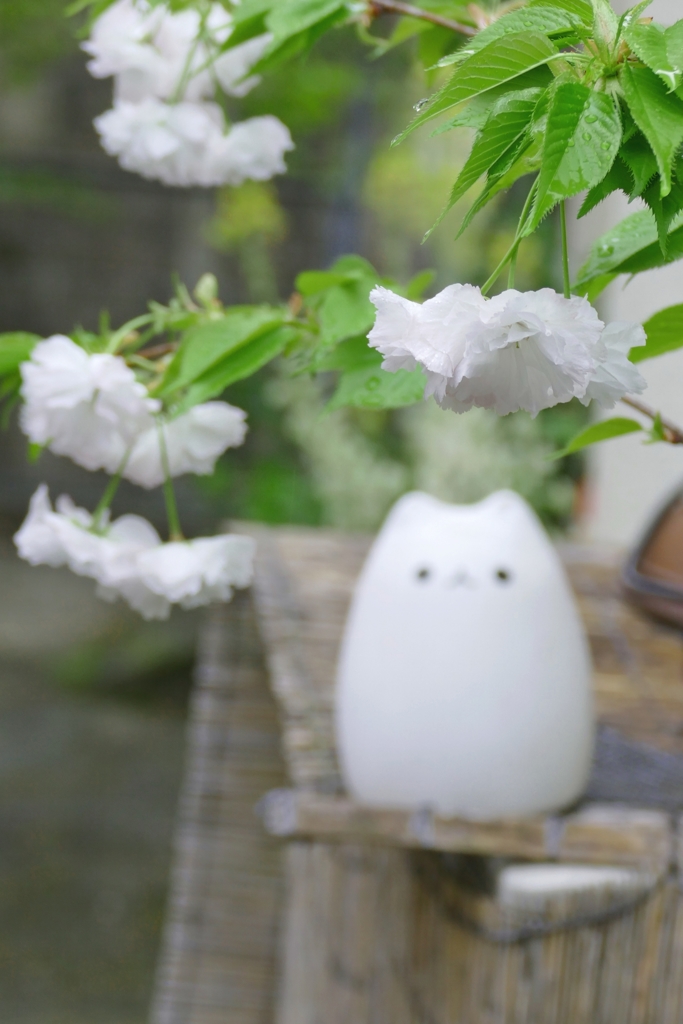 京都 さくら 自家庭園の一隅