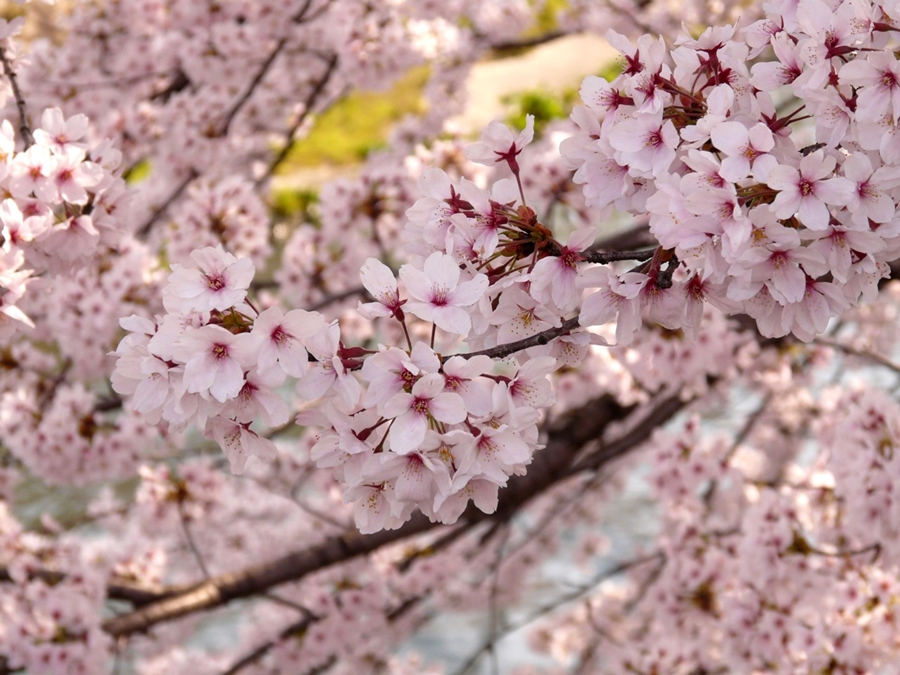 京都 疎水にて