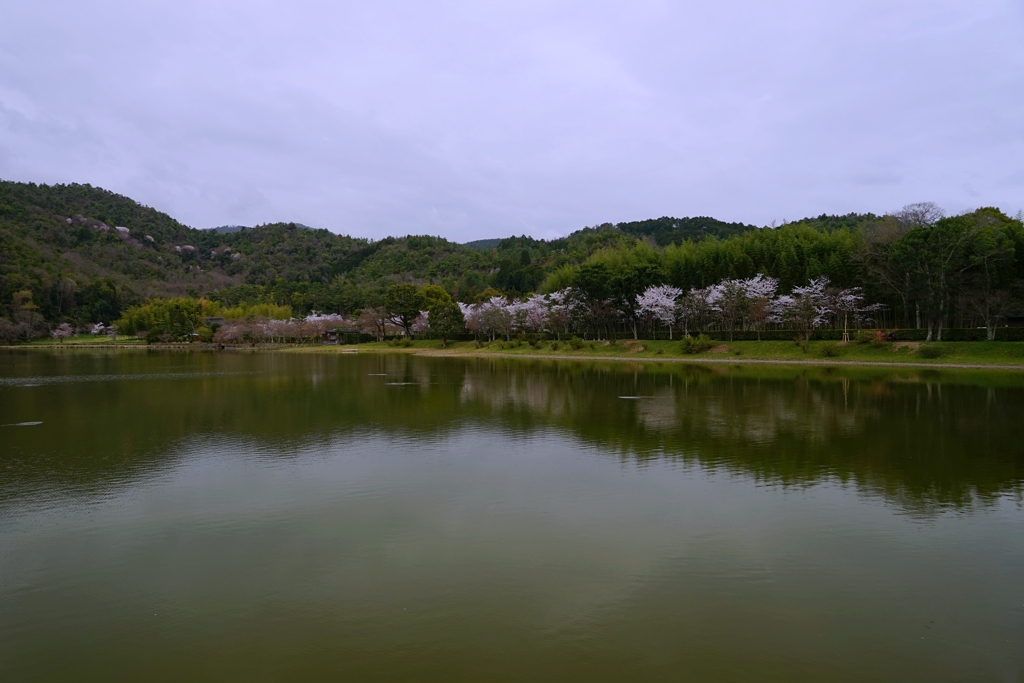 京都 春の広沢池 II