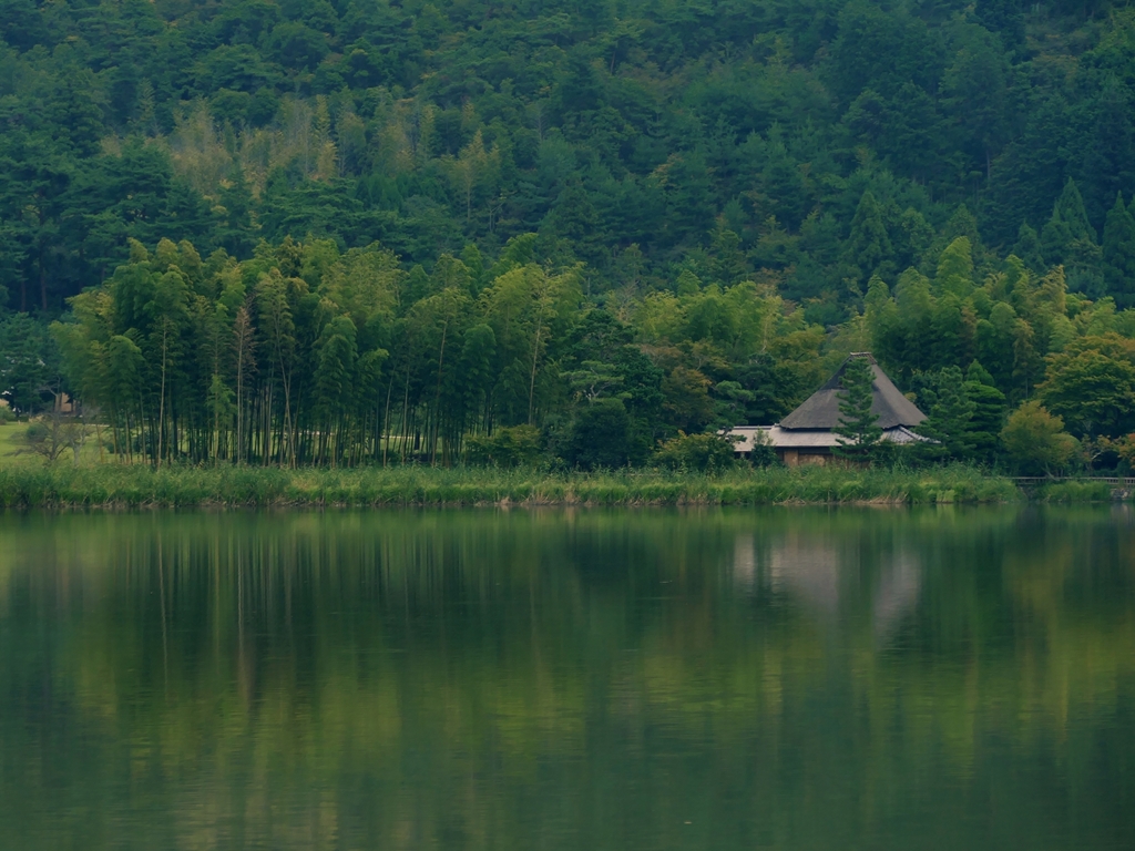 京都 広沢池 水辺の竹林 By D Id 写真共有サイト Photohito