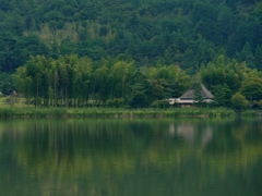 京都 広沢池 水辺の竹林