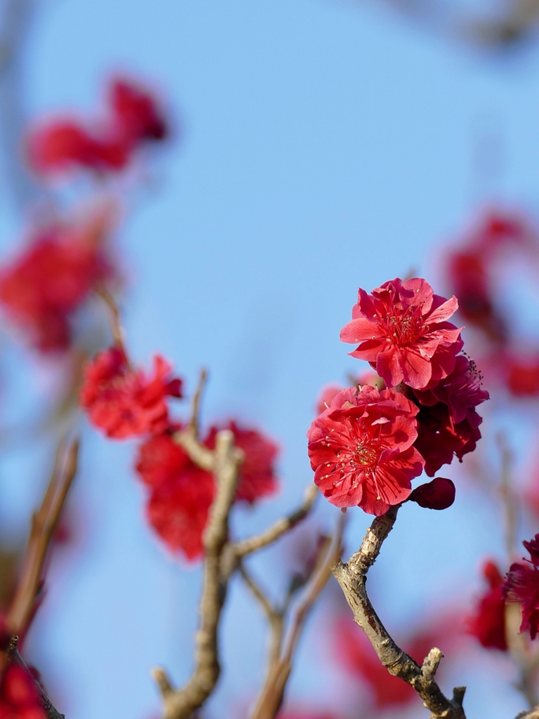 京都 智積院 遅れていた梅の咲き