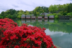 長岡天満宮 ツツジ