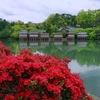 長岡天満宮 ツツジ