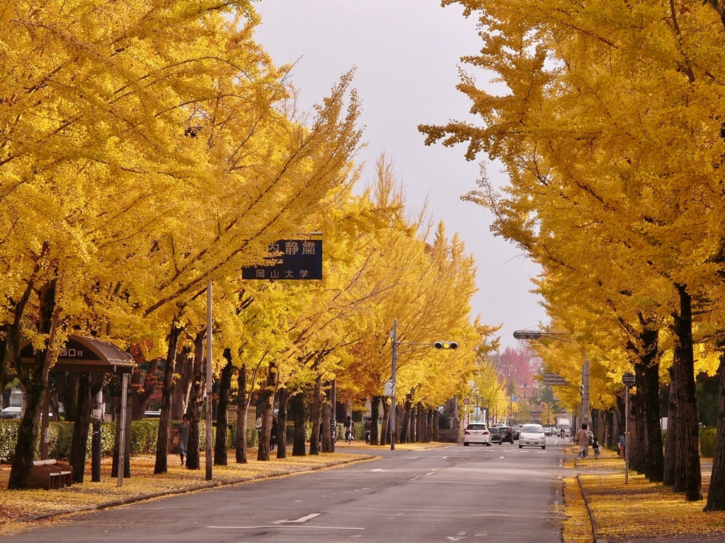 岡山 銀杏の道2