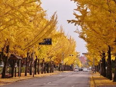 岡山 銀杏の道2