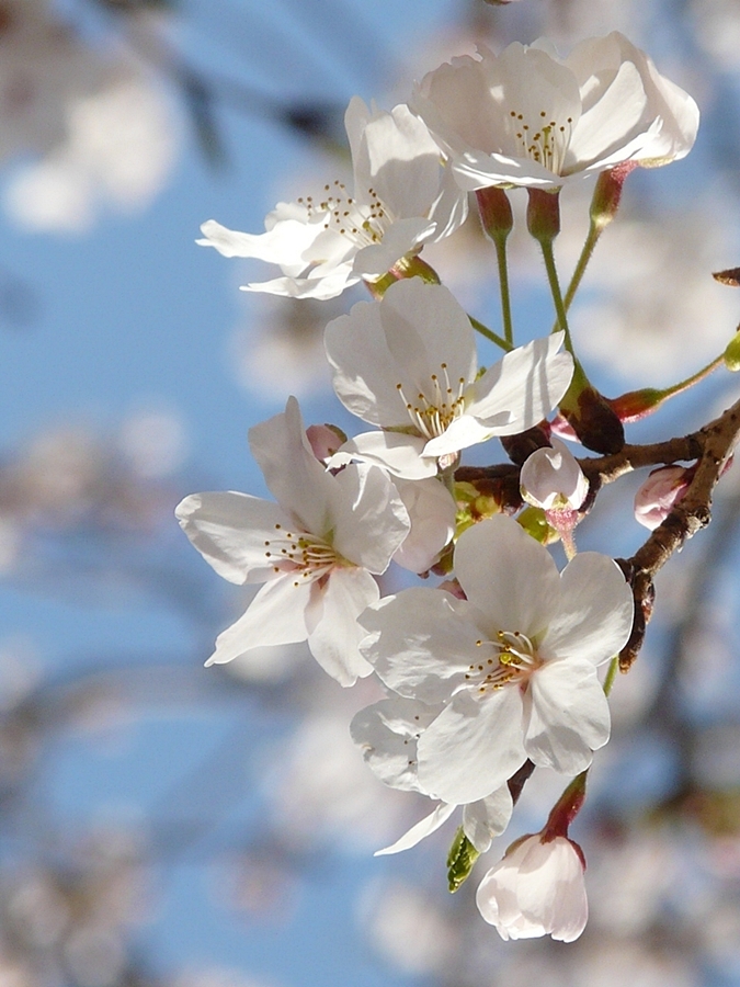 春桜