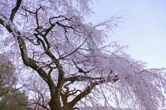 京都 岩屋寺 桜爛漫