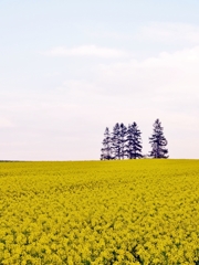 北海道 滝川 菜の花