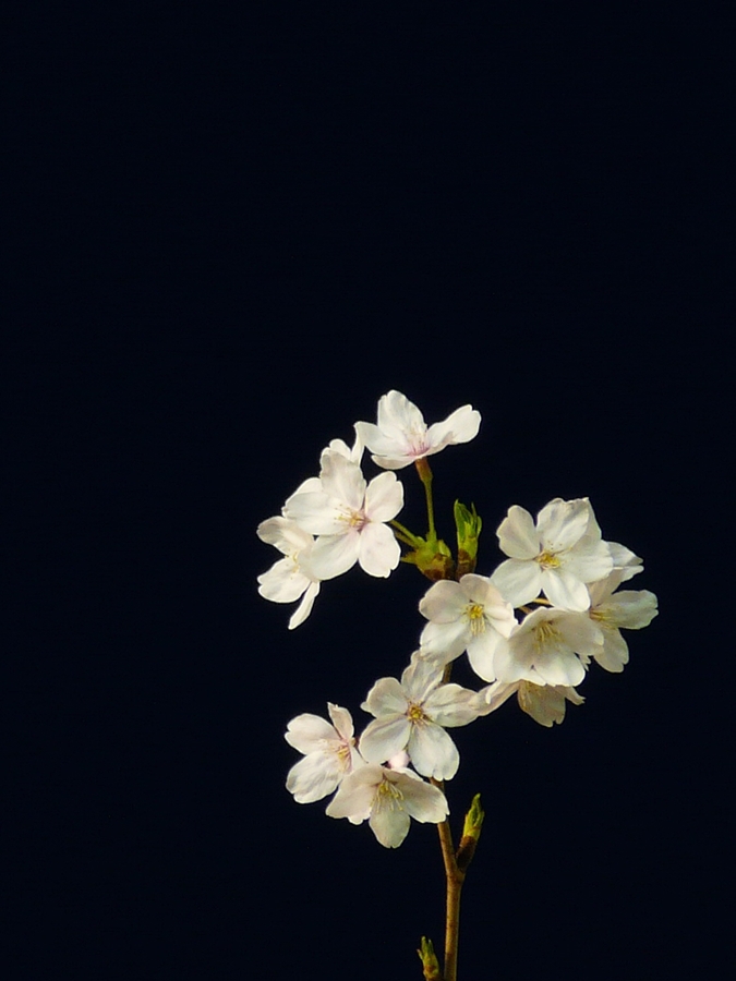 京都  夜明けの桜