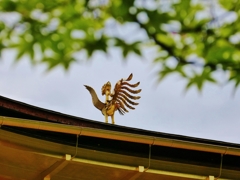 京都 金閣寺 鳳凰と新緑